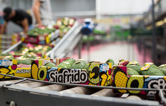 SIGFRIDO, VELEZ-MALAGA, SPAIN - SEPTEMBER 23, 2020: Image of fresh avocado in crates during packaging, warehouse at Sigfrido factory