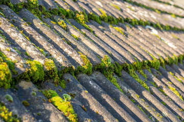 Moss growing on the roof tiles. Close up. Selective focus.
