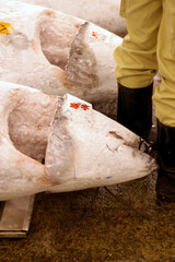 frozen tuna in fish market