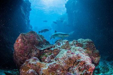 Fototapeta na wymiar A whitetip reef shark swims through cracks in the reef