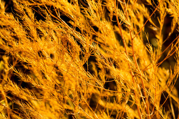 Warm autumn meadow rural golden garden asparagus or sparrow grass sun under wind.