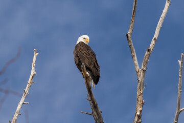 Bald Eagle on a Branch