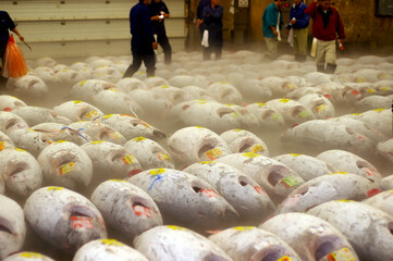 frozen tuna in fish market