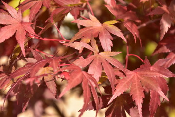 Autumn leaves in Hachinohe City, Japan