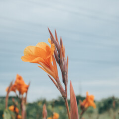 Yellow flower in the field