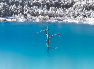 Close-up of branches in blue lake in winter