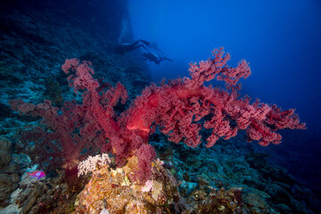 Naklejka na ściany i meble A diver swims with healthy, colorful corals on the reef