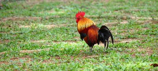 beautiful multi color rooster standing on green grass