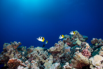 Butterflyfish on the reef