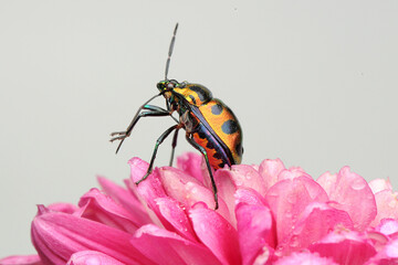Harlequin bug (Tectocoris diophthalmus) is resting.