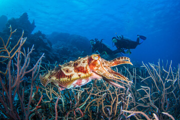 Diver swims close to a cuttlefish and healthy coral on the reef