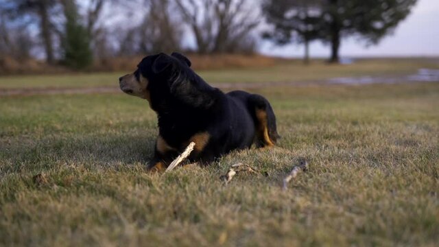 Pet rotweiler laying down on grass on farm