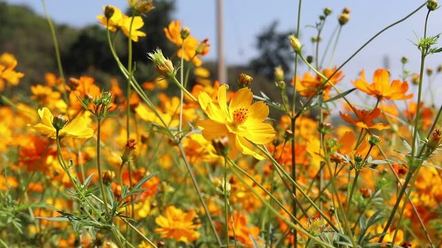 Beautiful flower photography pictures of bright yellow cosmos in garden field.
