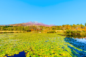 【紅葉イメージ】いもり池から眺める妙高山