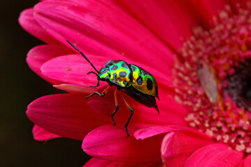 Harlequin bug (Tectocoris diophthalmus) is resting.