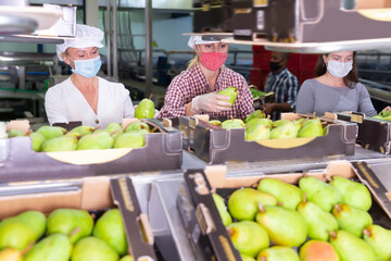 Active female workers in protective masks sort ripe pears into boxes for sale