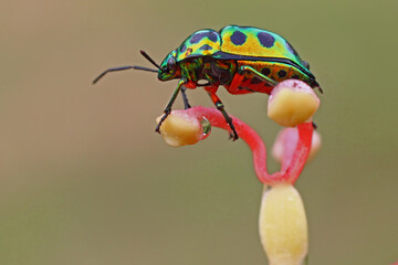 A harlequin bug (Tectocoris diophthalmus) is sunbathing on a flower before starting its daily...