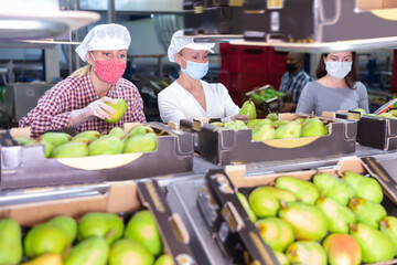 Adult female workers in protective masks sort ripe pears into boxes for sale