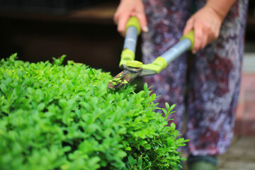 Close up photo of clipped boxwood bush, green leaves bush texture, blurred natural green background. Topiary in the home garden.