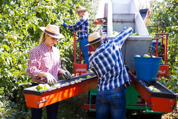 Team of garden workers gathering crops of apples on modern harvesting and sorting machine