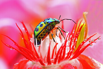 A harlequin bug (Tectocoris diophthalmus) is sunbathing on a flower before starting its daily...