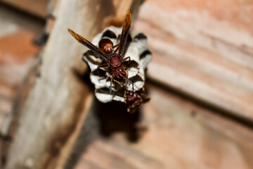 stinging wasps that make a nest in the ceiling