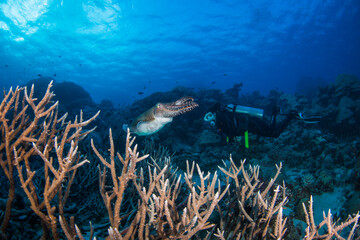 Diver swims close to a cuttlefish and healthy coral on the reef
