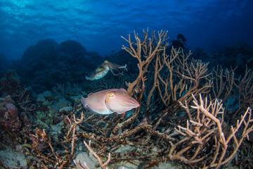 Diver swims close to a cuttlefish and healthy coral on the reef