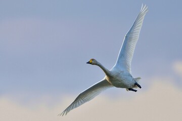 夕焼けをバックに優雅に飛ぶハクチョウ幼鳥