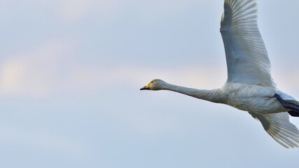 夕焼けをバックに優雅に飛ぶハクチョウ幼鳥