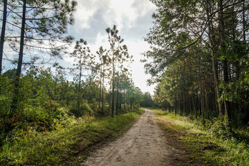 Fototapeta na wymiar nature walkway in the deep jungle for trekking
