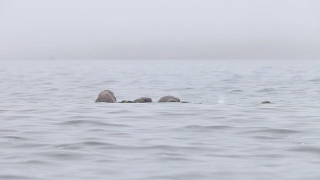 Herd of walruses in the sea. Walrus (Odobenus rosmarus). Foggy weather. Walruses swim in the water in their natural habitat. Wildlife of the Arctic. Nature and animals of Chukotka. Far East of Russia.