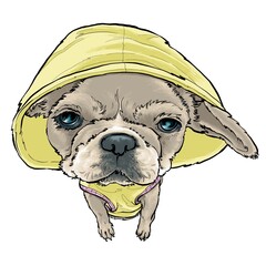 French Bulldog
Small breeds
miniature breeds