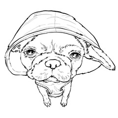 French Bulldog
Small breeds
miniature breeds