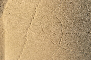 Footprints made by wind and insects on the sand on a Sunny morning.
