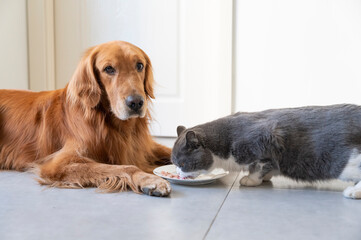 Golden Retriever and British Shorthair eating together