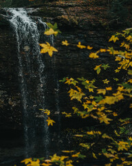 Obraz na płótnie Canvas Yellow leaves photo bombing a waterfall