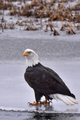 American bald eagle standing on ice beside a small creek.