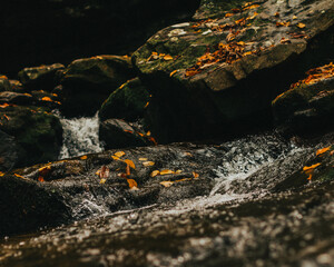 The purest water in the forest 