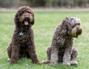 Male (left) and Female (right) Labradoodles