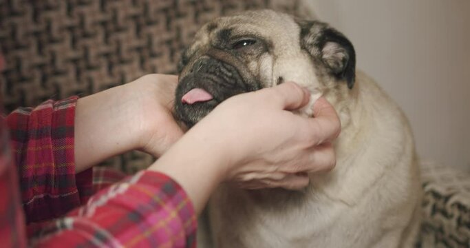 Female owner is hugging, petting, stroking her lovely cute pug dog. Making pleasant neck massage. Funny face with relax. Christmas time. Pet love and tenderness