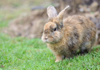 brown rabbit lying on the green grass.