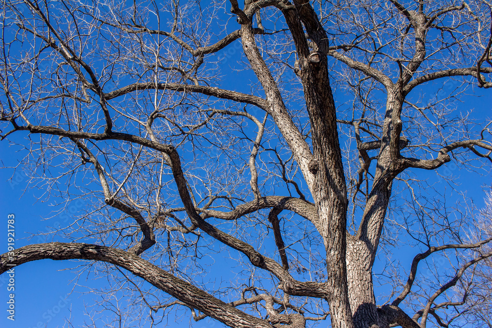 Wall mural upward view abstract texture background of a bare branch deciduous tree top with deep blue sky backg