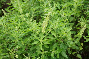 "kaphrao" Thai basil or sweet basil (scientific name Ocimum basilicum),Pan right of thai Lemon basil plants organic vegetable acreage herb of thailand,Thai food ingredients.