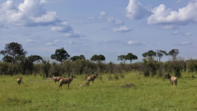 Red Bubal antelopes stand and lie on the green grass of the savanna. Large animals with curved horns. There are bushes around. There are clouds in the blue sky. Kenya. Masai Mara park.