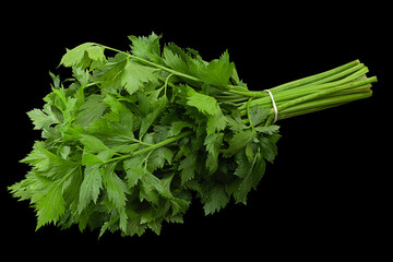 Leafy celery herb on black