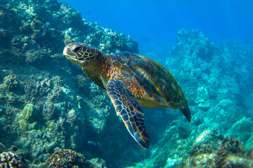 Fototapeta premium Hawaiian Green sea Turtle cruising in the warm waters of Maui