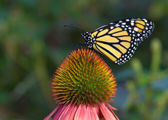 Obraz premium Monarch butterfly on pastel colored coneflower in flower garden.