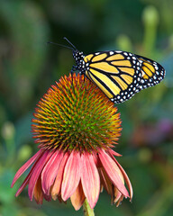 Fototapeta na wymiar Monarch butterfly on pastel colored coneflower in flower garden.
