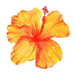 Watercolor hand drawn hibiscus flower, isolated on white. Exotic tropical plant.